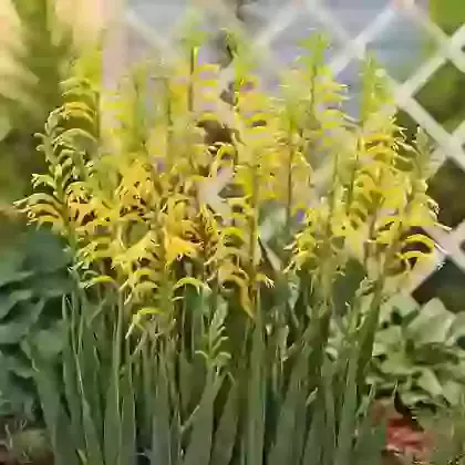 Floribunda var. Duckitii